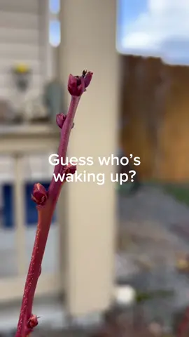 Spring is in the air! I can smell it! #spring #springisalmosthere #springtime #garden #gardening #plants #leaves #flowers #ohmy #vegetables #fruit #herbs #growyourown #mastergardener #moonraebotanicals #moonraejackson #centraloregon 