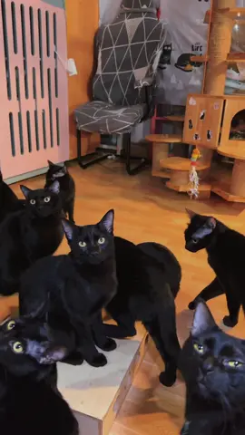 #cat #blackcats #catsoftiktok #fyp 