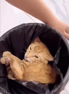 Cat in a bag #catmemes #catinabag #cats #pets #petmemes #animalmemes #memes #meme #entertainment #cute 