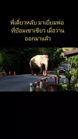 น่ารักมากๆ พี่เดี่ยว หลังอาการพยาบาลครับ