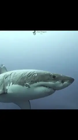 Video from IG  @seadragon_films :  Have you ever seen such scars?! #greatwhiteshark #sharks #shark #scars #bite #jaws
