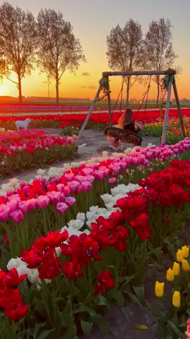 Tulip Fields of The Netherlands 🌷🇳🇱✨ Tag someone whom you’d like to visit the tulip fields with 😍 #tulip #tulipfields #tulipseason #tulips 