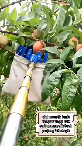 alat pemetik buah tongkat tinggi #tongkatpemetikbuah #alatpemetik #foryoupage #fyp #serbaguna 