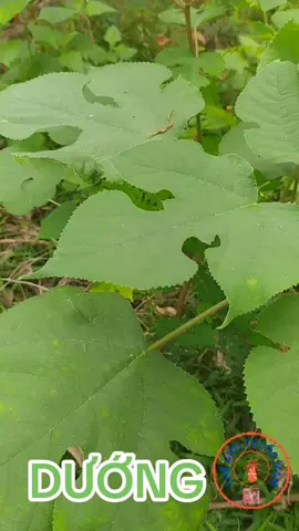 DƯỚNG (RAU RƯỚNG) #xuhuong #xuhuongtiktok #xuhướng #xuhuongtiktokk #xuhuong2024 #2024 #thegioithuocnam #trungtamduoclieu #dongy #duoclieu #thuocnam #thuocnamsuckhoe #suckhoe #suckhoechomoinguoi #suckhoesắcđẹp #suckhoedoisongvn #suckhoesacdep #viemda #viemdathankinh #nấm #namdadau #eczema #haclao #haclaolangben #caythuocnam#thinhhanh #thinhhanhtiktok 