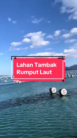 Lahan Tambak Kim (Rumput Laut) di 🇰🇷 . . . #pmikorea🇮🇩♡🇰🇷 #tkikorea🇰🇷🇮🇩 #fypシ #masukberanda #jaketkuning #berandatiktok #epstopik🇰🇷 #gtogkorea #fyptiktok #xyzbca #fypシ゚viral #kimyangsikjang #rumputlaut 