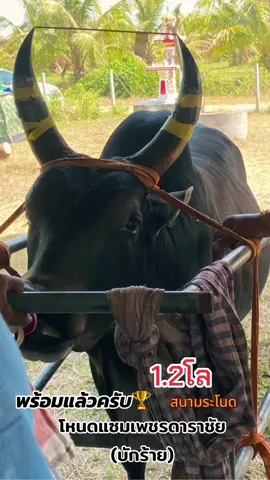 ทำให้ได้นะนุ้ยย ฝากเป็นกำลังใจให้ด้วยครับ ❤️✌🏻 #โหนดแซมเพชรดาราชัย #บักร้าย🐮🤍 