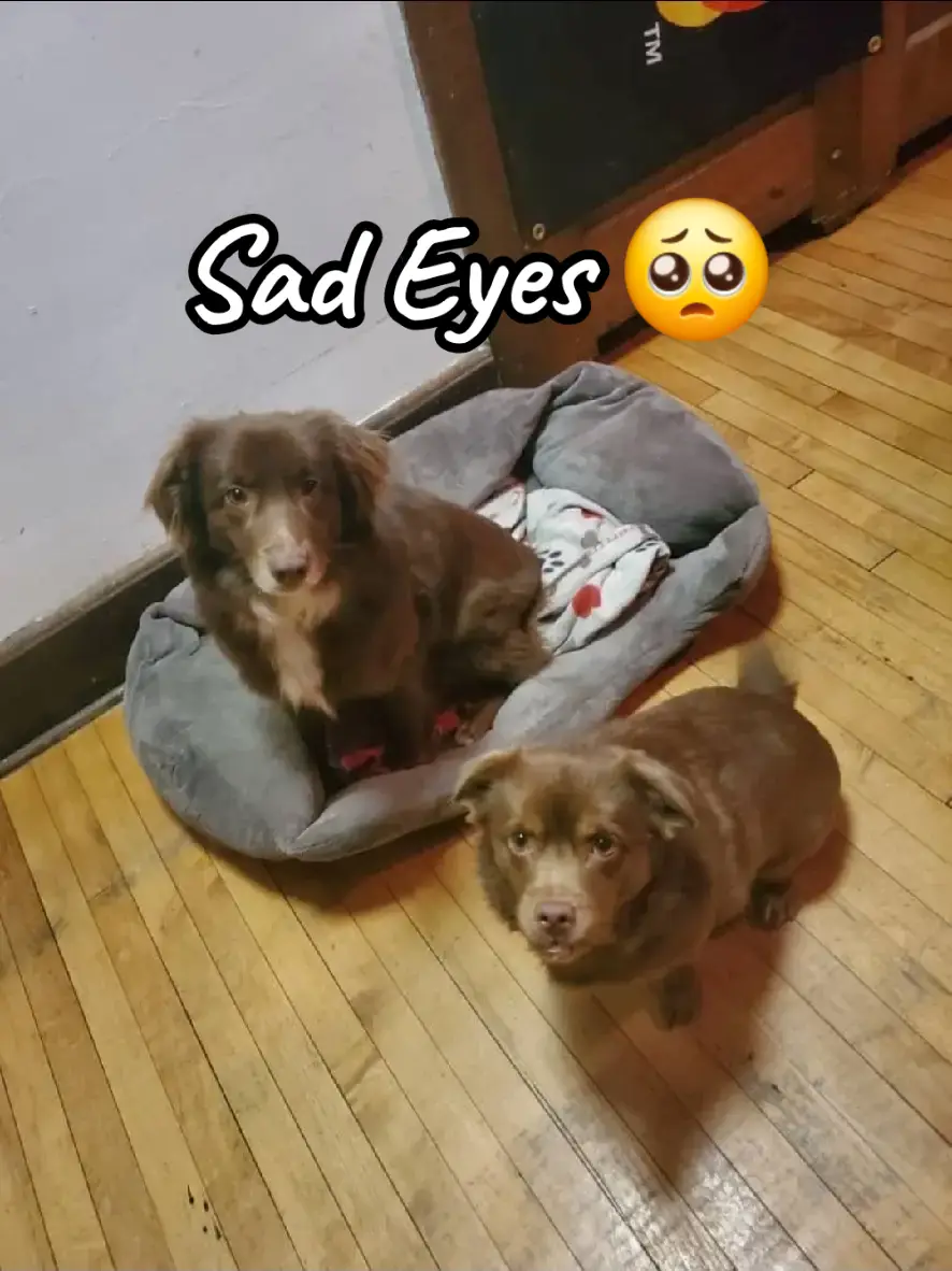 Koda doing the most with his sad eyes 🥺😩 to make our parents come pick us up faster from the sitter.  ps. they had a great time with the sitter  #saddogdiaries #guilttrip #sitter #rover #dogsitter  #FurBaby #dogsoftiktok #howdarethey 