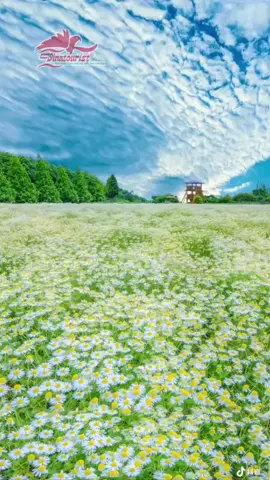 Cánh đồng hoa, ngát hương hoa#videocảnhđẹpchill #bìnhyên #CánhĐồngĐẹp