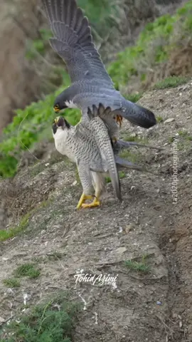 When female Peregrine Falcon (Maxine) does not feel romantic but the male (2Z) still wants to mate.  #falcon #peregrinefalcon #maxine #birdsofprey #epicwildlife #birdsoftiktok #tiktok 