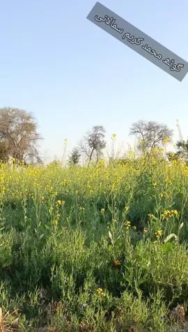 lovely village گوٹھ محمد کریم سمالانی  کی خوبصورتی #villagelife #foryou #foryoupage #foryou #baris #