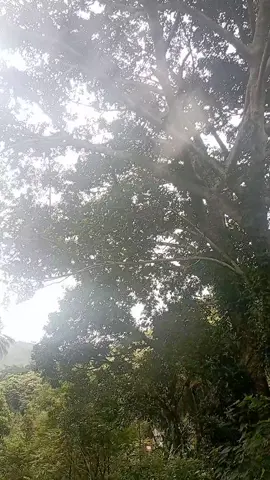 sarkofagus marga manalu punya #sarkofagus #peninggalan #sejarah #bukti #batak #pedesaan 