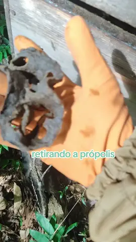 já viu a própolis na caixa ? . #propolis #apicultura 