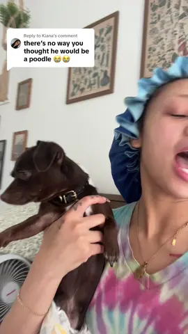 Replying to @Kiana i genuinly thought this was a mini poodle mix dog 