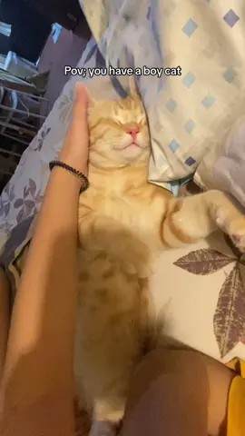 My sweet boi #catsoftiktok #fypシ #fyp #orangecatsoftiktok #boycat
