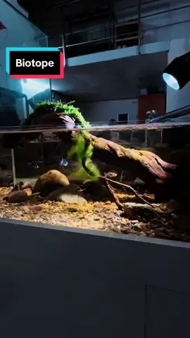 Chiếc bể Biotop view 2 mặt nước trong xuyên thấu #ngocaquadesign #beca #biotop #becathuysinh 