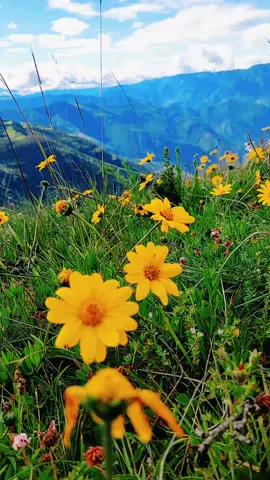 hermosa flor de la pradera  maravillosa vista de las alturas #sigueme_para_mas_videos_asi #sierracentraldelperú #treikkingadventure #alturas #aventura 