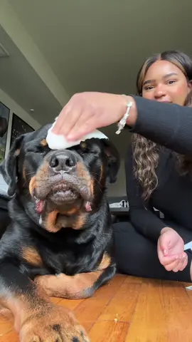 @Squishface love these products!!🥰 GET 10% OFF USING CODE: touriholmes10  #rottweiler #rottweilersoftiktok #dogsoftiktok #PetsOfTikTok #rottiesoftiktok #rottie 