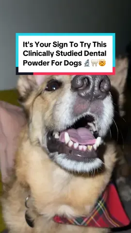 It’s your sign to try PetLab Co.’s first clinically studied dental powder & transform your dog’s smile today 👀 #probright #dogsoftiktok #dogs #whatyouwontdoforlove #trending #fyp 