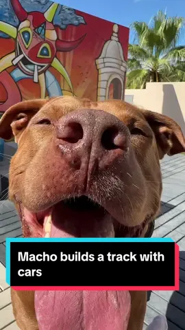 #dog #dogsoftiktok #pitbull #rednose 