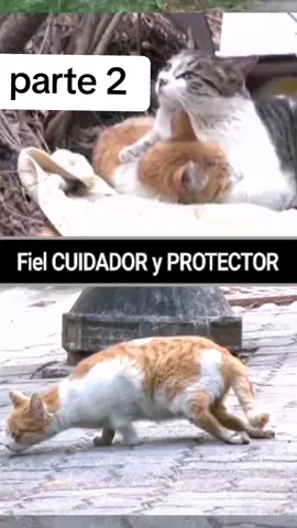 parte 2 #gatitos 