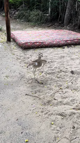 Ésta es la marinera más representativa de mi departamento de Lambayeque, así como también nuestra ave representativa el HUEREQUEQUE, Viva el Perú 🇵🇪 #animals #avesdelmundo #pets #huerequequelambayecano #fyp #tito #parati 