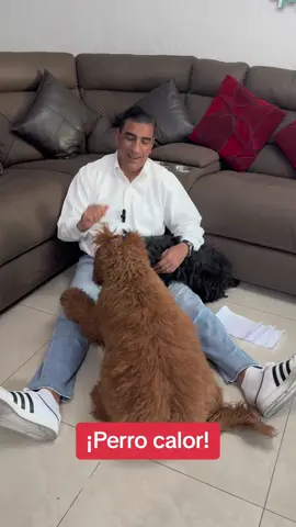 ¡Perro calor! En pleno invierno, México registra el infierno de los 45 grados. La CdMx, tendrá onda de calor hasta el 16 de marzo. #México #Calor #OlaDeCalor #Invierno #Mascotas #Perros #Cuidados #Amor #Familia 