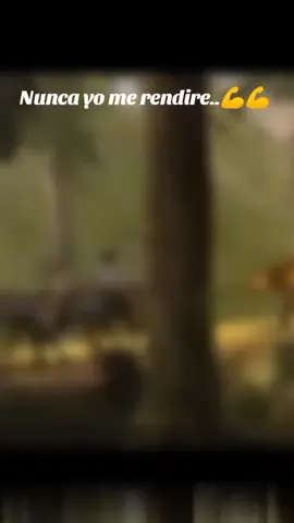 No me rendiré Spirit.. esta canción me motiva a no rendirme nunca. #spirit #nomerendire #animes #dibujoanimado #parati #paratiiiiiiiiiiiiiiiiiiiiiiiiiiiiiii #viraltiktok #motivacion #fuerza #noterindas #ereselmejor #dibujosantiguos 