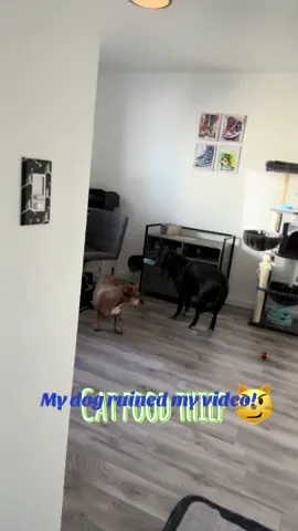 #thief #Damndog 