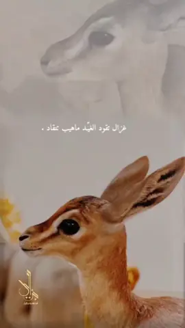 ضبيٍ يقفل ملف الزين  اداء : صوت الجزاله ابو حمدان  تنفيذ : استوديو جزايل  ▫️لِطلب الشيلات والزفات الخاصه التواصل واتس رقمنا ف البايو   جميع الحقوق محفوظه لدى ( جزايل ) ★ #ضبي_يقفل_ملف_الزين  #صوت_الجزاله_ابو_حمدان  #شيلات_مدح