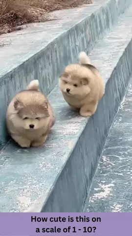 Husky puppies!!! #huskylife #huskysoftiktok #huskypuppy #animallove #lol #animals #funnypets #pet #nature #cute #funnyanimals #adorable #pets #animal #cutepetclub #fyp #PetsOfTikTok #adorableanimals #familyfriendly #socute #animalvideosforkids #kidfriendly #foryoupage #cuteanimals #cutepet #funnymemes #animalmemes #amusinganimals #trending #viral #kidfriendlycontent #animaltok 