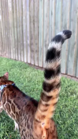 Skeeter the bengal cat is being a bit of a teenager when it comes to the neighbour’s cat Tig visiting his turf 😤  #cat #floofycat #floofytail