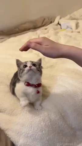 A clingy kitten.#cute #fyp #pet #funny #cat #kitten #petcat #cutecat 