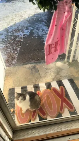 ive always hated cats (except my childhood cat) but when i moved back to cville tomtom came over the first night and he still comes to visit me everyday! hes the best cat. 🖤🤣🫶🏼 #catsoftiktok #cats #neighborhoodcat #tomcat #tomtom 