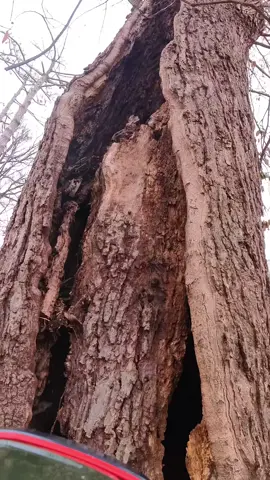#treework  🌲🌳👍🏼