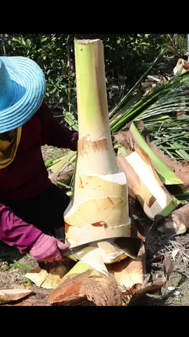 Amaznig! Thai Coconut Cutting Skills - Fruits Cutting Skills #asmr #fruits #tiktokfood 