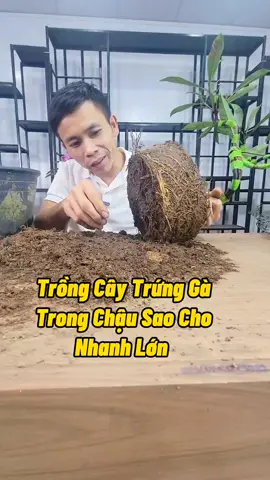 Trồng Cây Ăn Quả Trong Chậu #trongcay #cayanqua #caytrongchau #phanboncay #chamsoccaytrong #kichre #kichhoa #kichmam #namxelan90 #annam 
