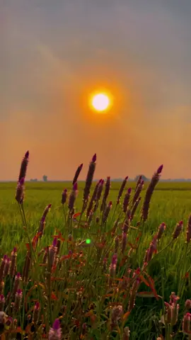 #ផ្ការីកលើមេឃ🌻🎶🎧#ផ្កាដុះនៅវាលស្រែ🌾🌻#ទេសភាពស្រុកស្រែ🌄🏜️🌱🌼🌾🐟 #ត្រឹមកូនអ្នកស្រែ🌿🌾💚 