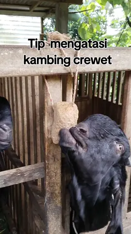 Cara mengatasi kambing crewet #mineral #mineralblok #etawaluarbiasa 