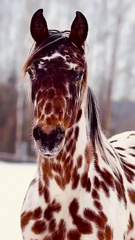 Le cheval est fait de grace et beauté….observe sa démarche faite d’elegance et de classe…. #cheval#nature#animal#