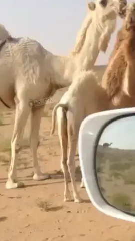 خزامه #الدواسر #لادزايد_لادتغلب #خطلان_الايدي #ابن_قريع #خزامة 