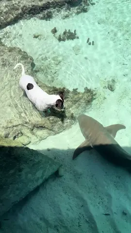 When your dog has a harmless nurse shark friend, always the same🐶☮️🦈 For those we don’t know, nurse sharks are harmless, eat only dead fish ans fishsell, we live and swim peacefully with them everyday in Fakarava, even little kids. I love my dog too much to put her ine danger, as we all know in Fakarava what we can do or can not do with sharks. We have thousand of them, every specie has a different behaviour. I work to improve their image, and also work with a vet association to help the dogs of the remote islands of French Polynesia, @vetiroa_fenua You can check Lili’s life on Instagram on her page to see how much she is loved: @lilikoi_fakarava. ☮️ to all of you. #sharkanddog #shark #nurseshark #fyp #fakarava #frenchpolynesia #tahiti #fenua #pacific #pacificislands #paradise #pure #traveltiktok #sharkaddict #viral