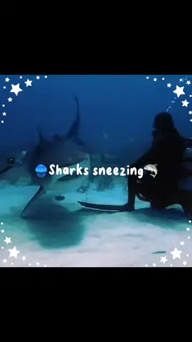 🦈🪼 #shark #fyp #marinelife 