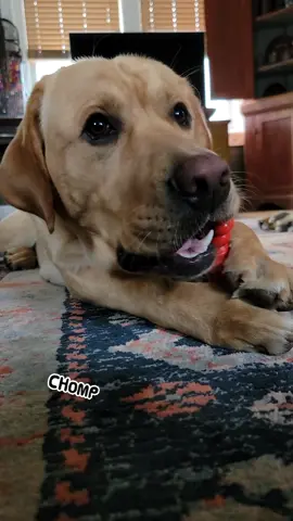 good morning besties🥰  #foryoupage #foryou #fyp #yellowlabradorretriever #labrador #retriever #labradorsoftiktok #werelabbys #dogsoftiktok #dogtok 