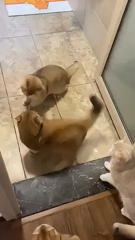 #可愛い #ねご #pet #cat #cute #热门 