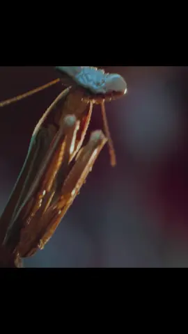 cockroach: no head no problem 🤣🤣 #wildlife #bugs #wildanimals 