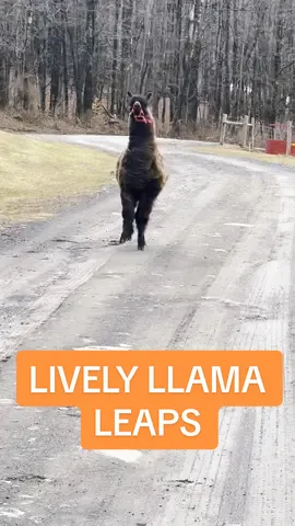 Jump up, jump up, and get down! 🦙 #cuteanimals #funnyanimals #llamas #petlove #farm #jump #jumping #cute #jump 