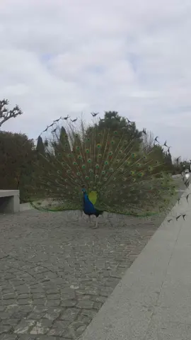 Епопея Павліна: Чемпіон #EpicJourney  #InspiringJourne y #Champion  #Empowerment  #VictoryOfDiversity