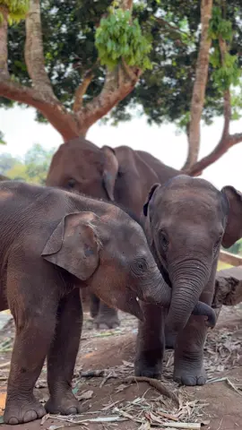 SISTER LOVE IS REAL, ELEPHANTS LOVE IS YOURS Join us for educational and meaningful trip  https://online.anyflip.com/onjzw/sjpq/mobile/index.html Phone : 082-851-9999 (English speaking team) Email : pataraelephantconservation@gmail.com WhatsApp : ‪+66828519999‬ Line : @patara . . . . . . . . . #pataraelephantconservation #elephant #thailand #chiangmai  #thailandtravel #travelthailand #visitthailand #chiangmaitrip #wanderlust #explorethailand #thailandinstagram #beautifulthailand #dametraveler #iamtraveler #discovertheworld #discoverthailand #amazingthailand 
