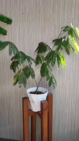 #mimosapudica #plants #urbanlife 