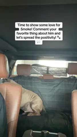 Time to show some love for Smoke! Comment your favorite thing about him and let's spread the positivity! 🐾💬  #SmokeTheBully  #DogsofTikTok  #CuteDogVideos  #bigsmokeamericanbully #FurryFriends 